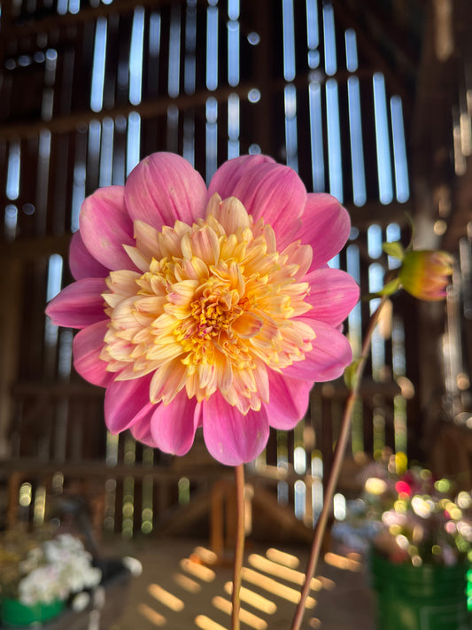 Dahlia Tuber Take off