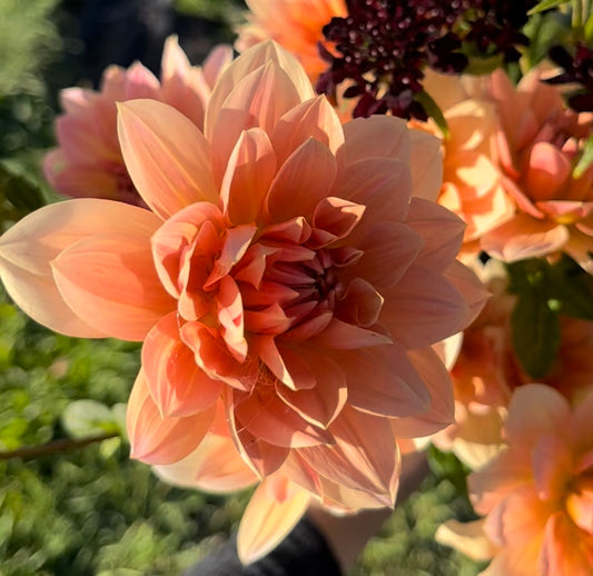 Dahlia Tuber Apricot Desire