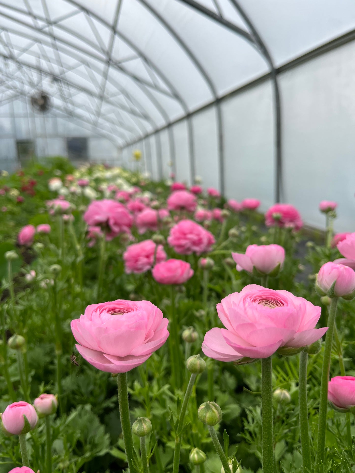 Ranunculus - 20 Plugs