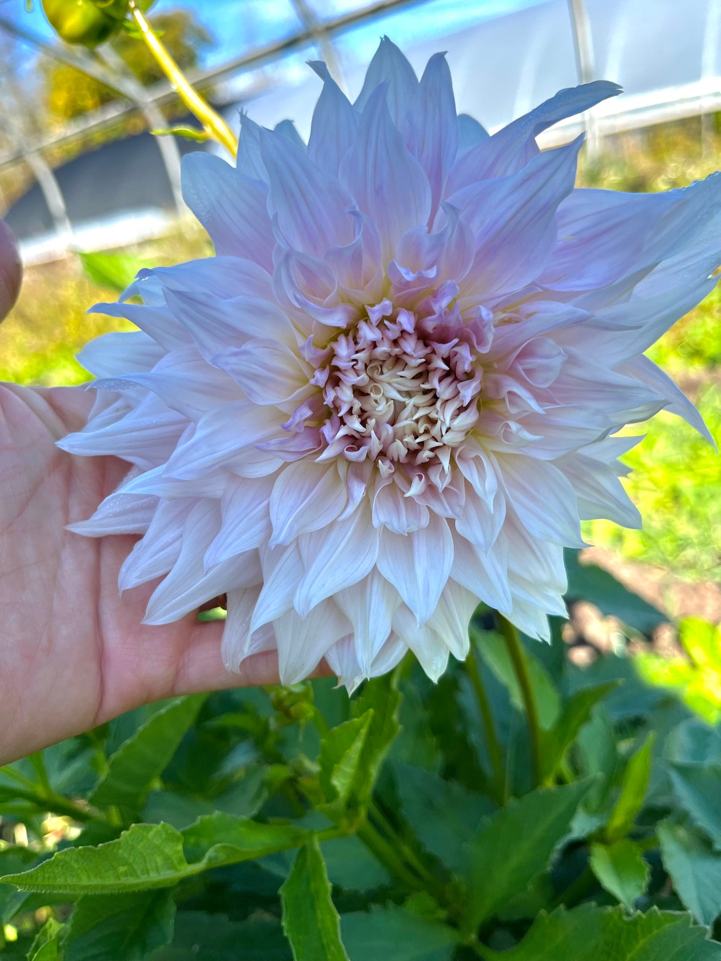 Dahlia Tuber Shiloh Noelle