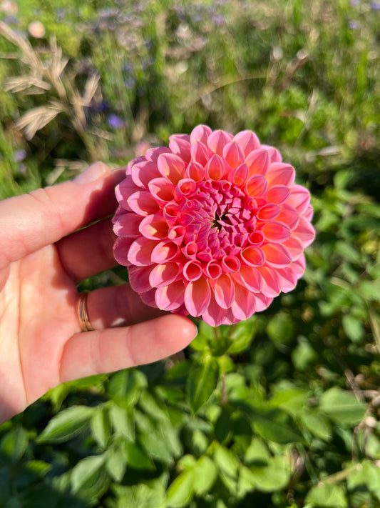 Dahlia Tuber Natalie G