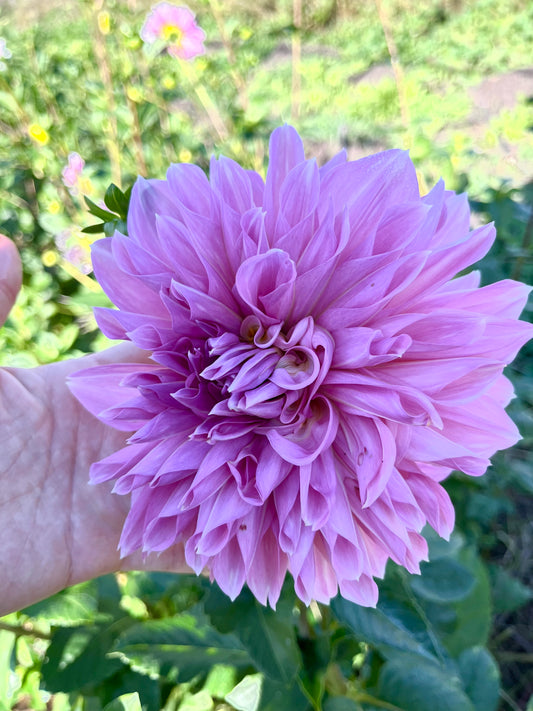 Dahlia Tuber Vassio Meggos