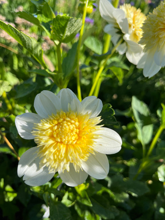 Dahlia Tuber Platinum Blonde