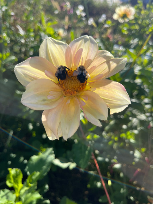 Dahlia Tuber Apple Blossom