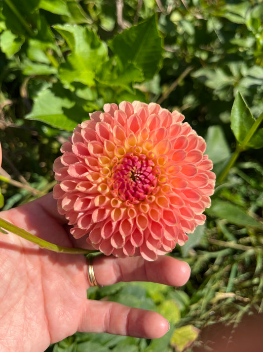 Dahlia Tuber Jowey Nicky