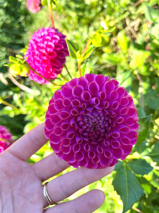 Dahlia Tuber Caitlyn's Joy