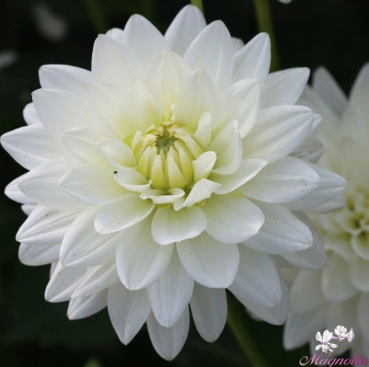 Dahlia Tuber Karma Maarten Zwaan