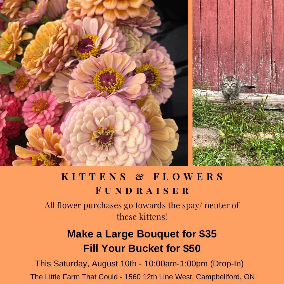 Kittens & Flowers Fundraiser