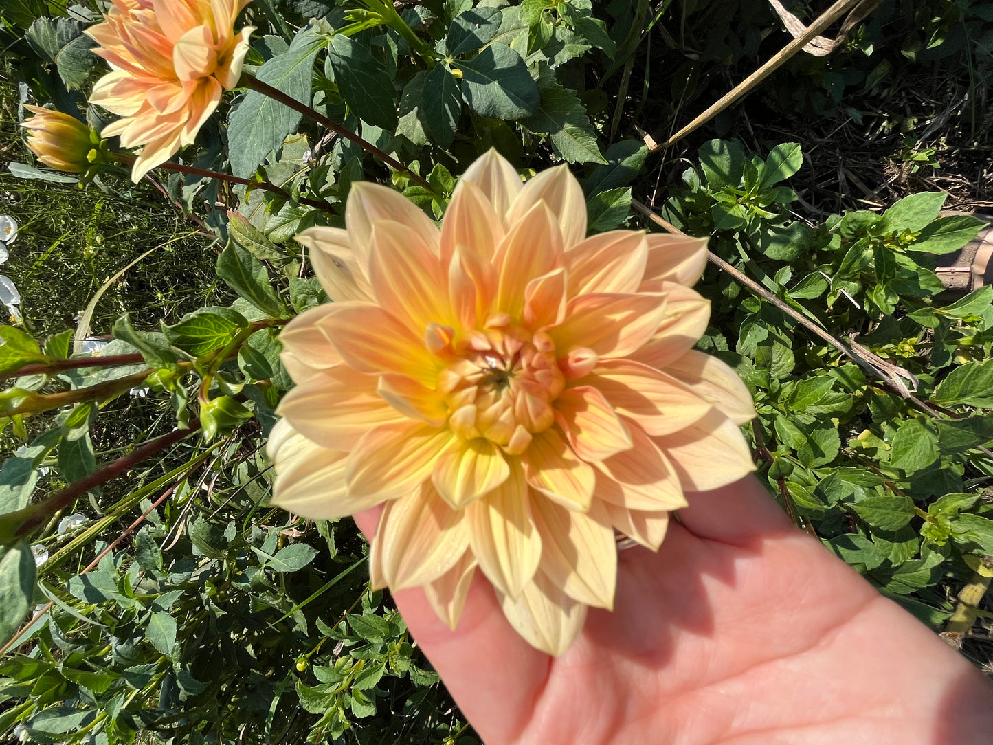 Dahlia Tuber Apricot Desire