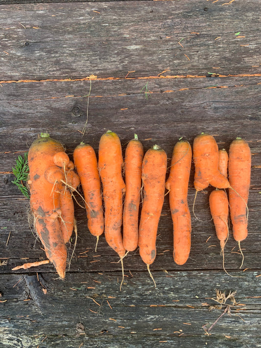 Winter Carrots Bulk - 2lbs