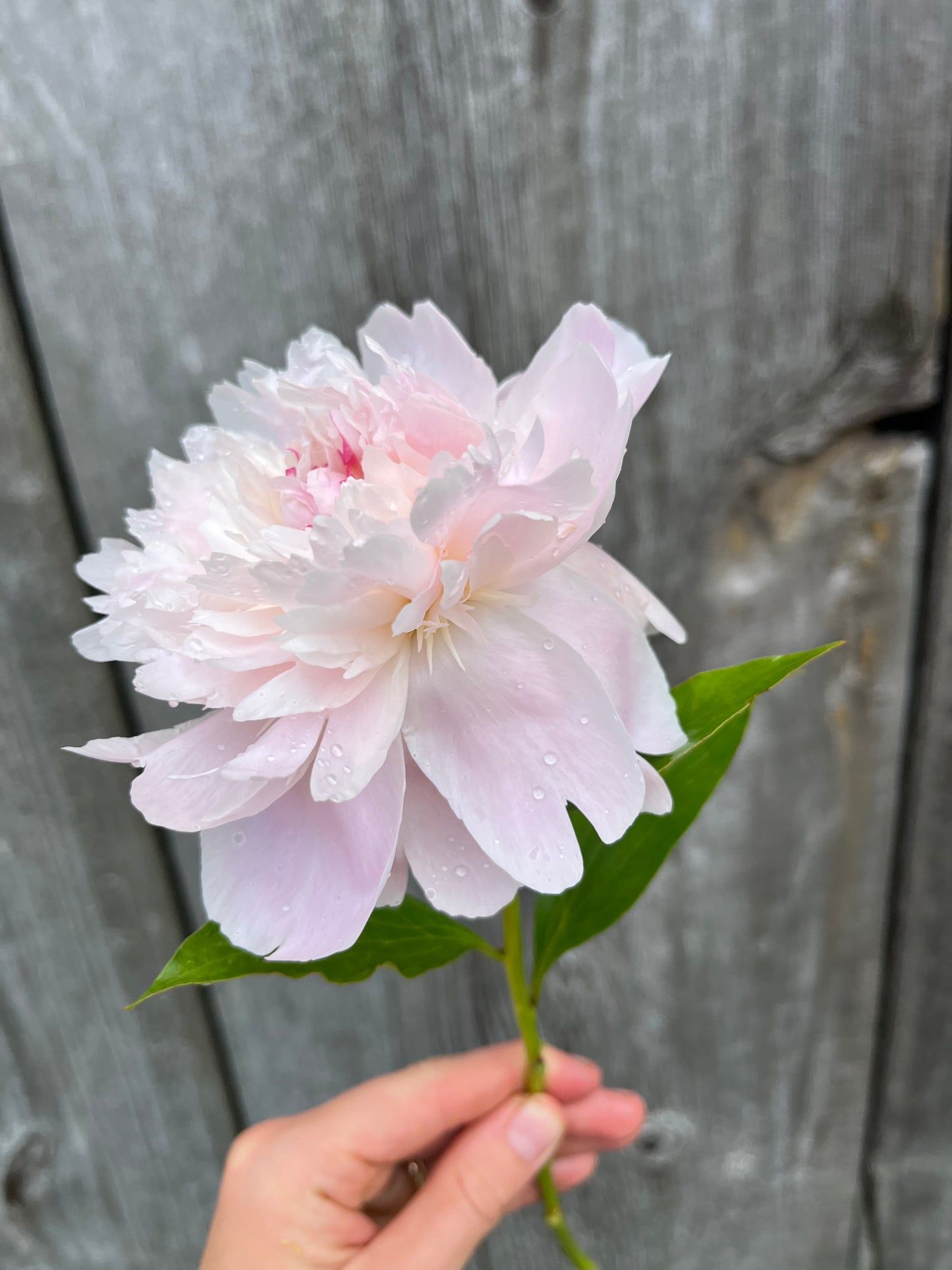 Summer Bouquet Subscription (Peony)