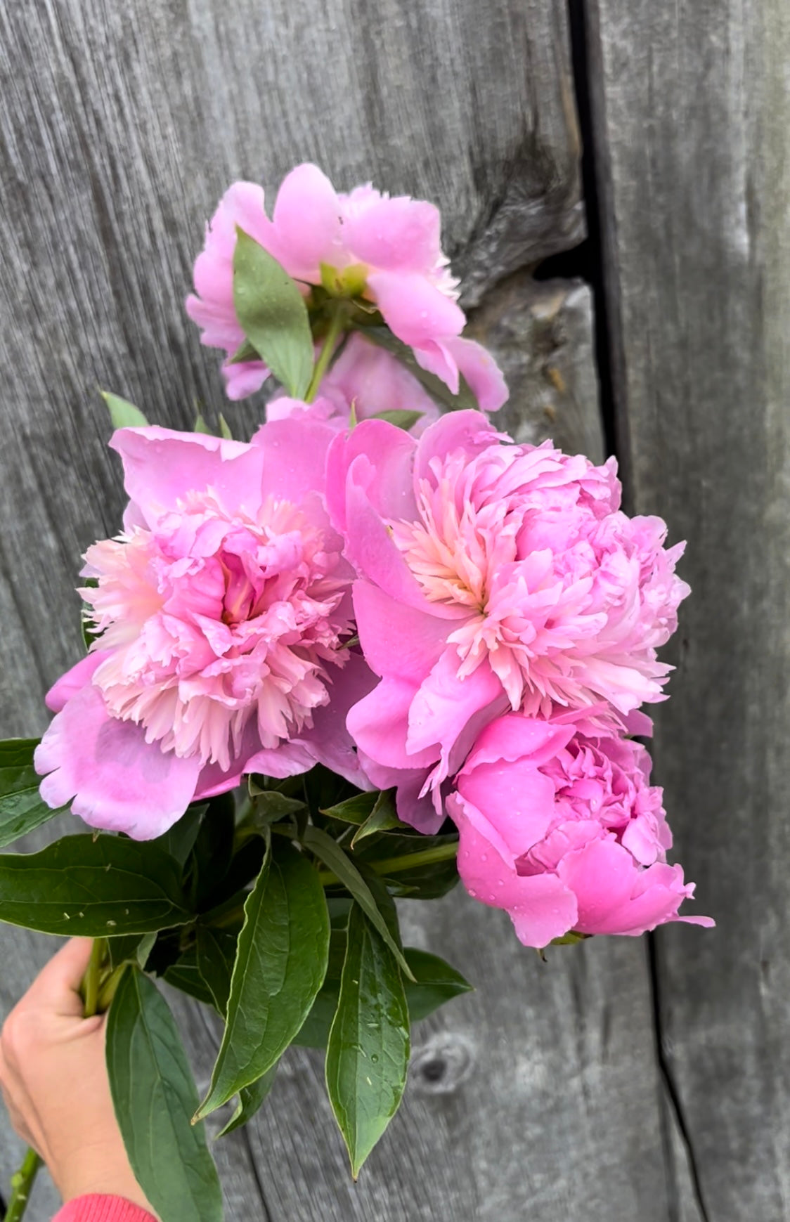 Summer Bouquet Subscription (Peony)