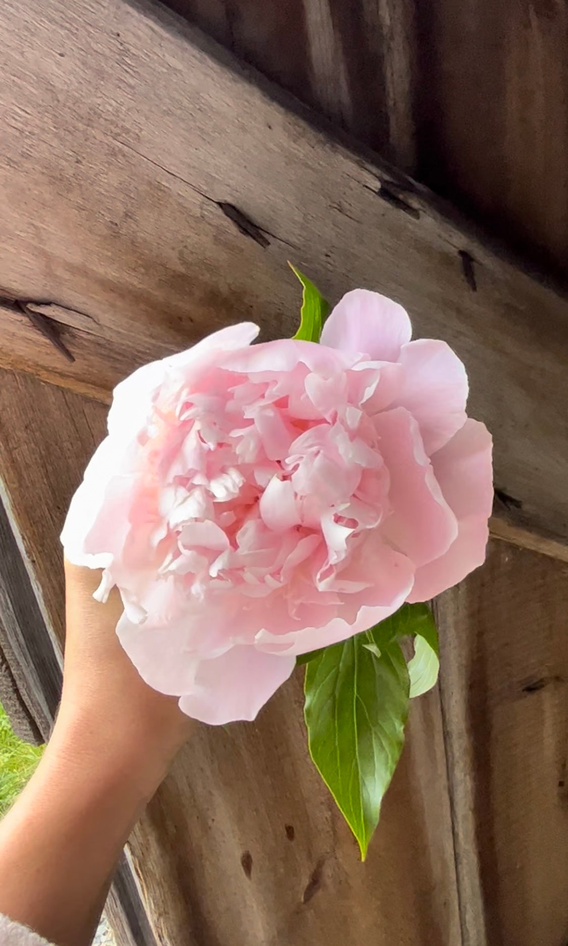 Summer Bouquet Subscription (Peony)