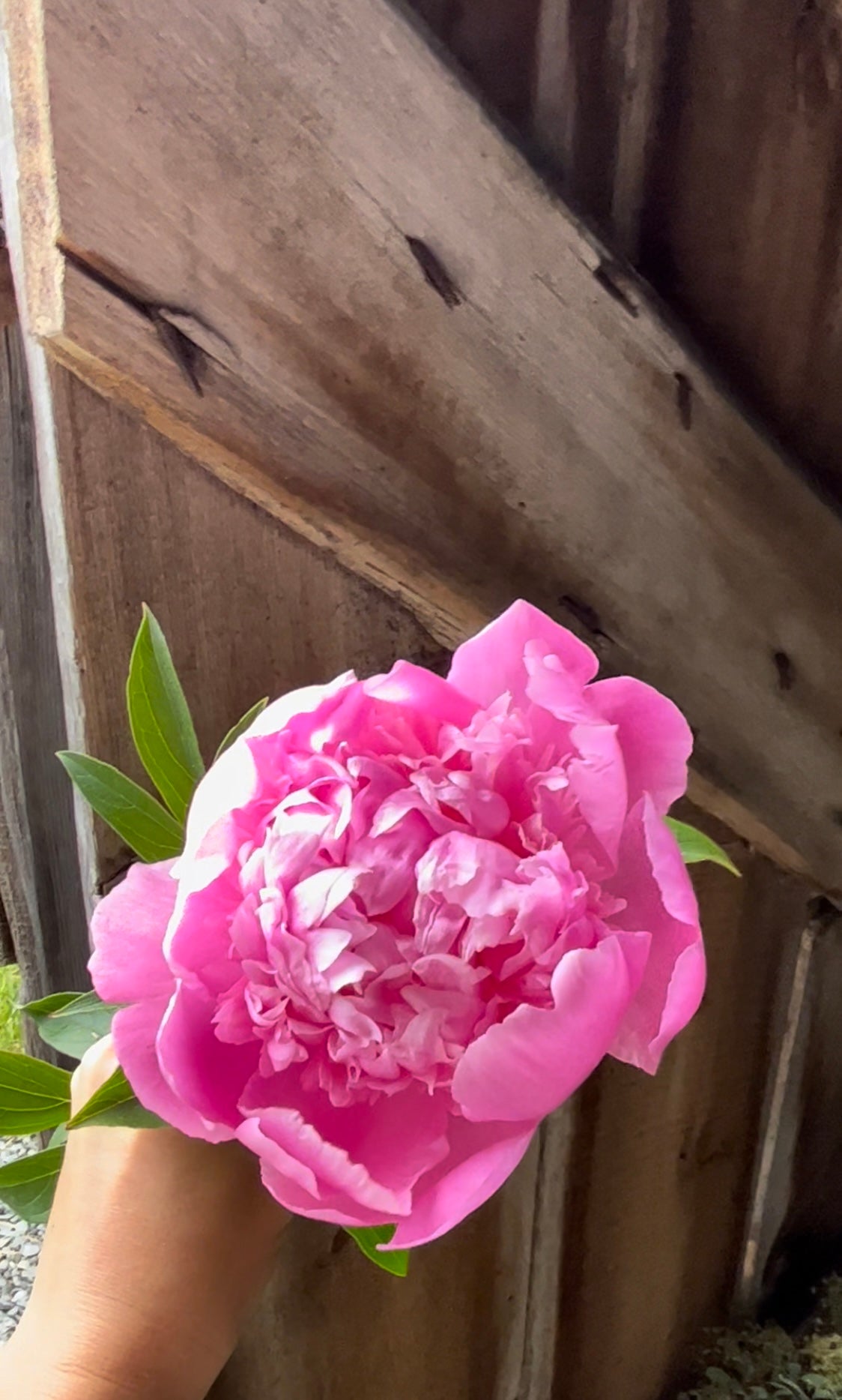 Summer Bouquet Subscription (Peony)