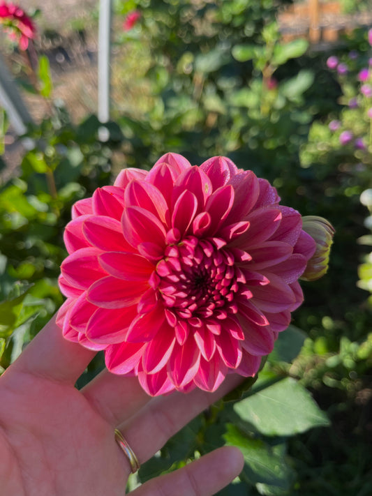 Dahlia Tuber Salmon Runner