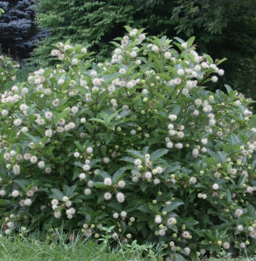 Button Bush Native Shrub