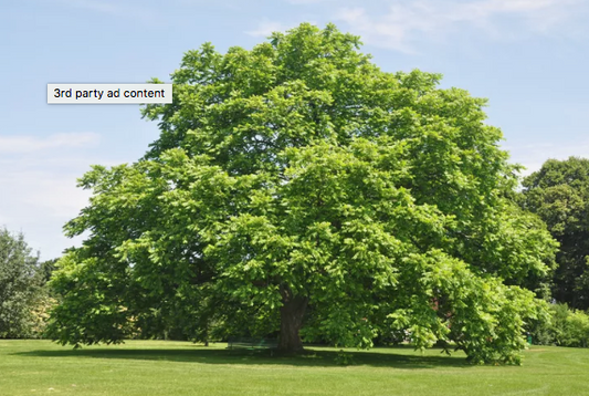 Butternut Tree - Juglans Cinerea