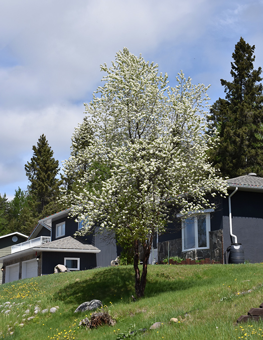 Pin Cherry - Prunus Pensylvanica