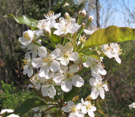 Pin Cherry - Prunus Pensylvanica