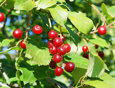 Pin Cherry - Prunus Pensylvanica