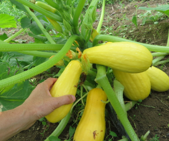 Zucchini Seedling - Saffron Yellow Summer Squash