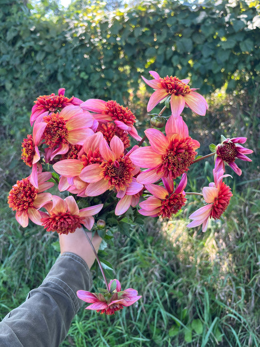 Dahlia Tuber Totally Tangerine