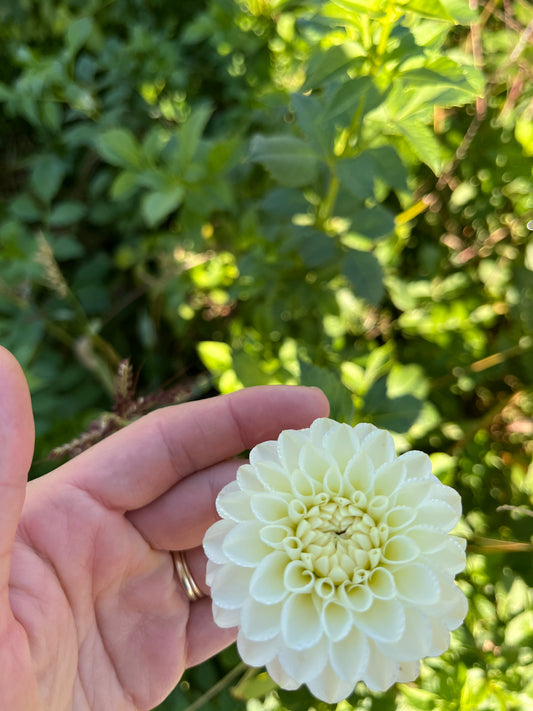 Dahlia Tuber White Aster