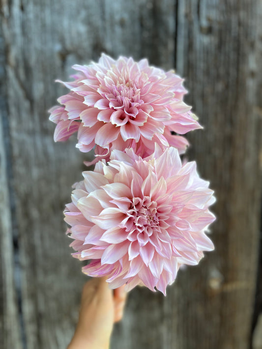 Dahlia Tuber Cafe Au Lait