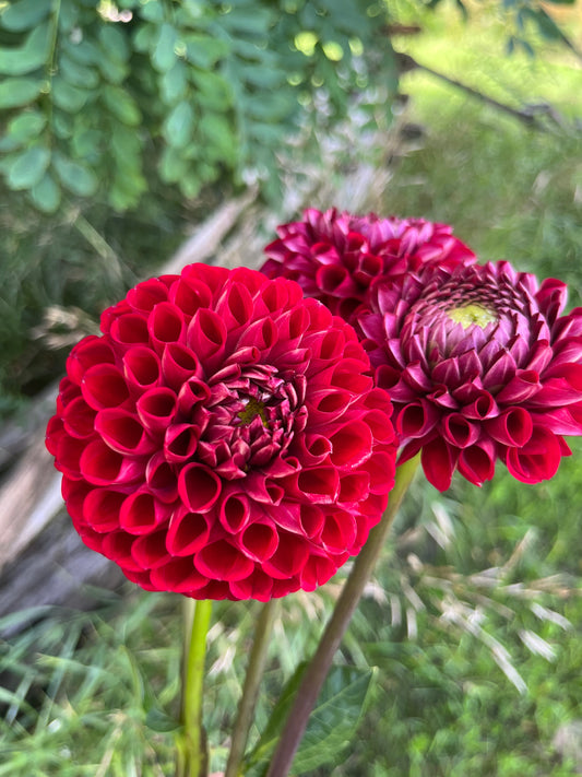 Dahlia Tuber Cornel