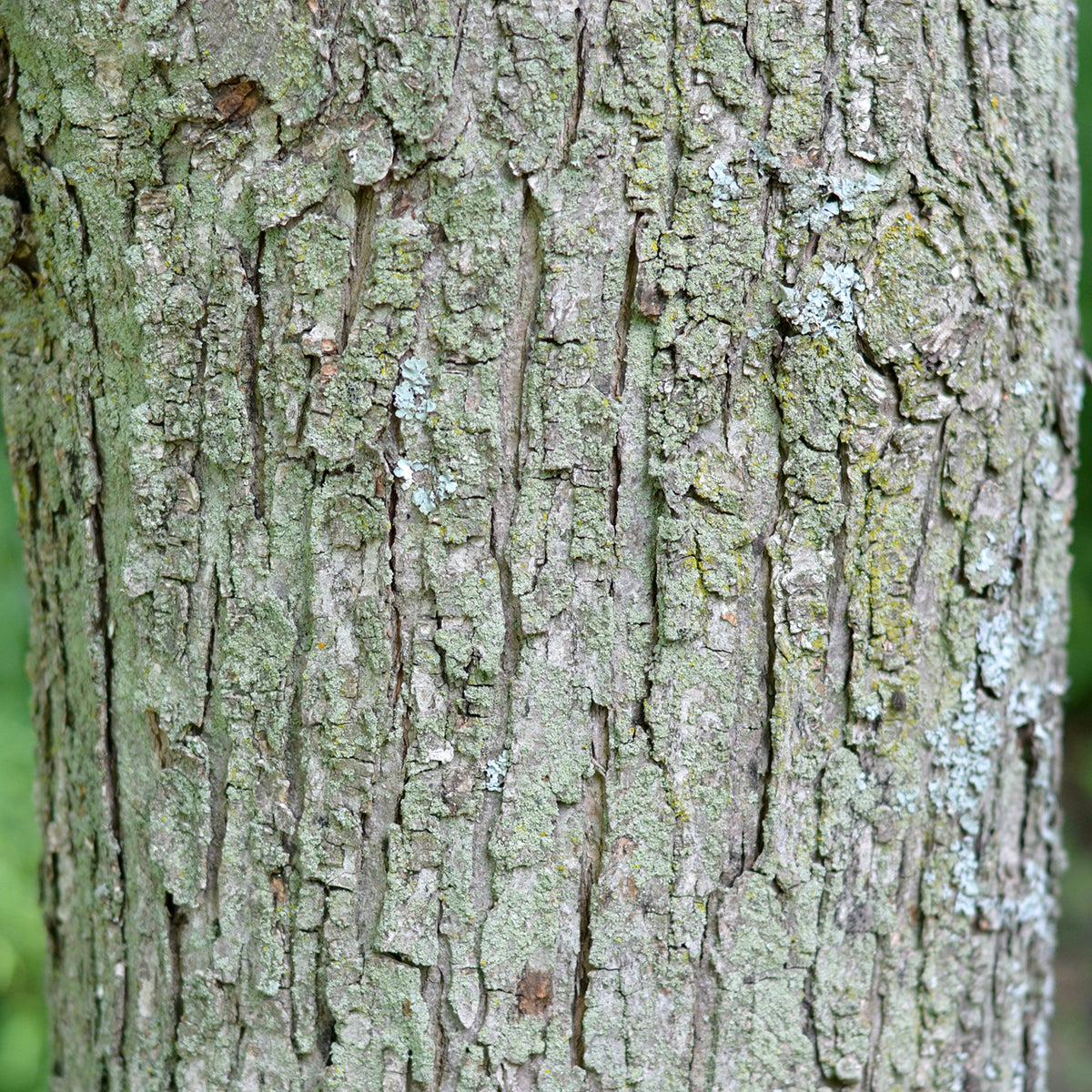 Silver Maple - Acer saccharinum