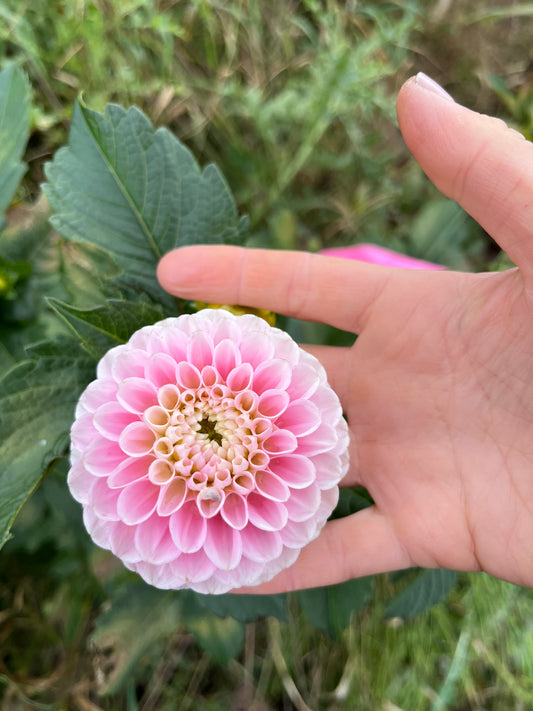 Dahlia Tuber Wizard of Oz